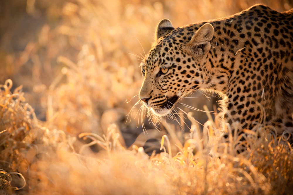 Top-5-Places-To-See-Leopards-In-South-Africa