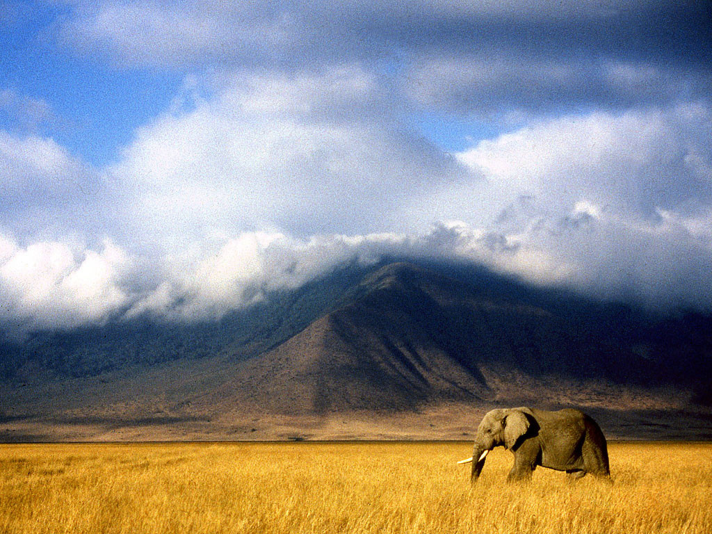 african wildlife wallpaper