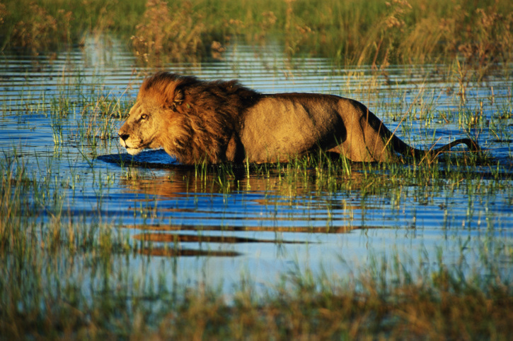 Lion Okavango Delta
