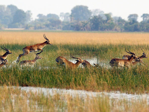 okavango delta